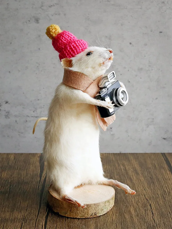 D'excentriques taxidermies de souris les excentriques taxidermies de souris photographe les-excentriques-taxidermies-de-souris-photograph