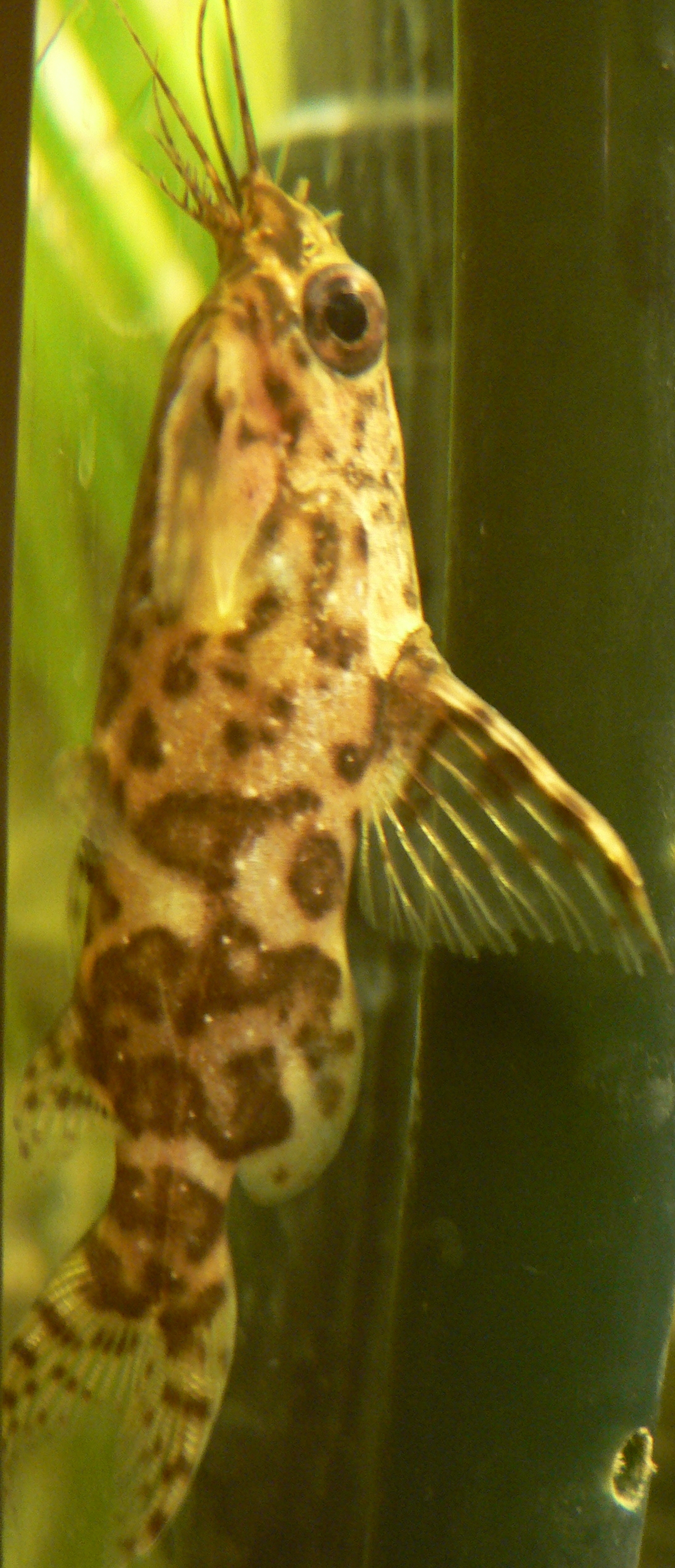 Poisson-chat à l’envers Synodontis nigriventris dans un aquarium Poisson-chat à l’envers Synodontis nigriventris dans un aquarium