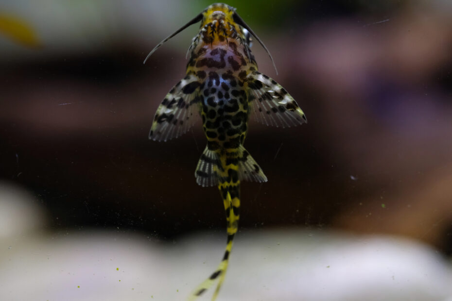 Le poisson-chat à l'envers, un poisson qui nage sur le dos synodontis nigriventris poisson chat envers 2 Synodontis nigriventris, poisson-chat à l’envers nageant sur le dos