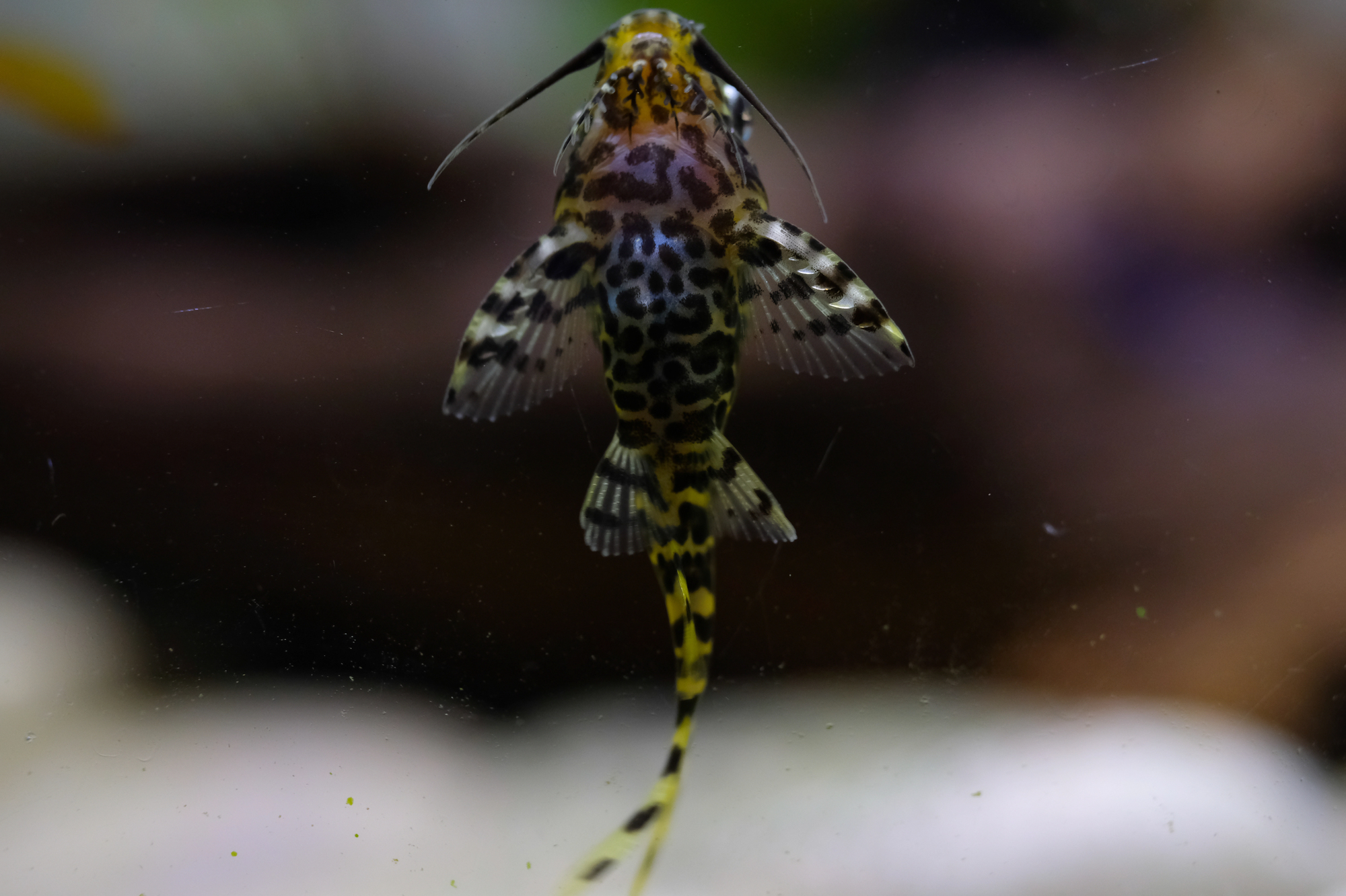 Synodontis nigriventris, poisson-chat à l’envers nageant sur le dos Synodontis nigriventris, poisson-chat à l’envers nageant sur le dos