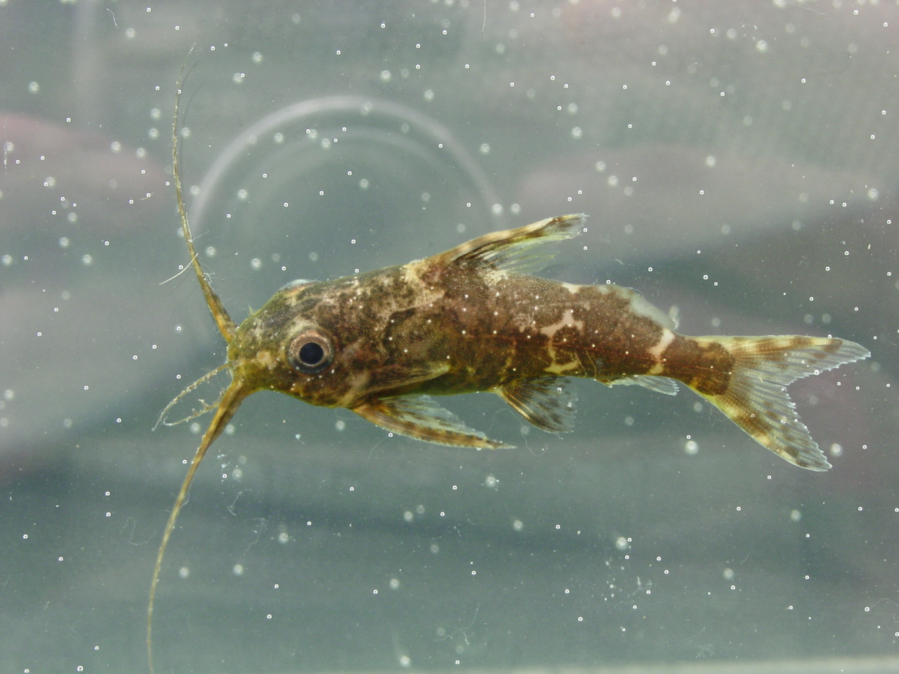 Synodontis nigriventris, poisson-chat à l’envers du bassin du Congo Synodontis nigriventris, poisson-chat à l’envers du bassin du Congo