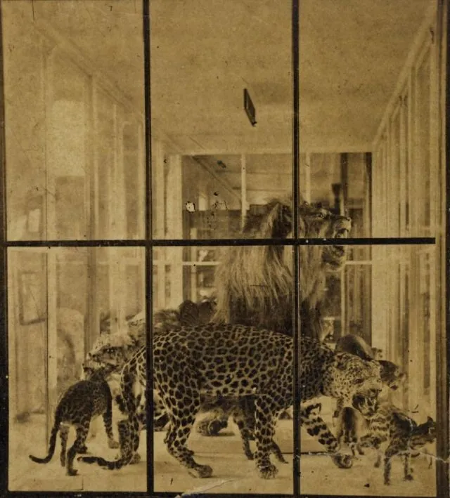 15 photos rares des chutes du Niagara et de New York dans les années 1870 15 photos rares des chutes du niagara et de new york dans les annees 1870 7 zoo 15-photos-rares-des-chutes-du-niagara-et-de-new-york-dans-les-annees-1870-7-zoo