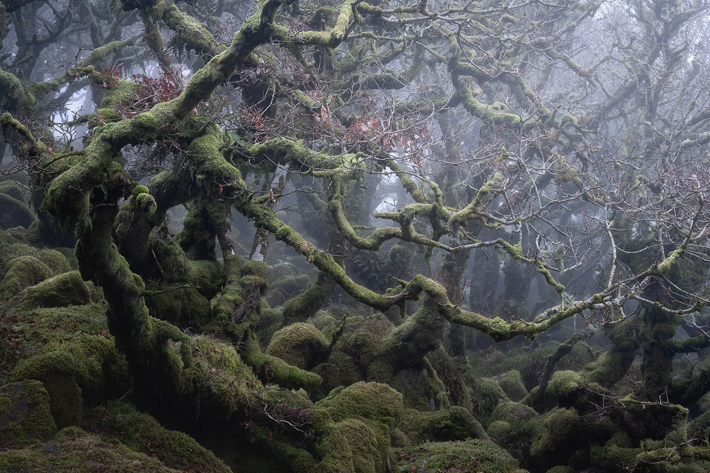 Le bois de Wistman, une forêt de conte de fée Le bois de Wistman une foret de conte de fee angleterre magie nature 1 Le-bois-de-Wistman-une-foret-de-conte-de-fee-angleterre-magie-nature-1