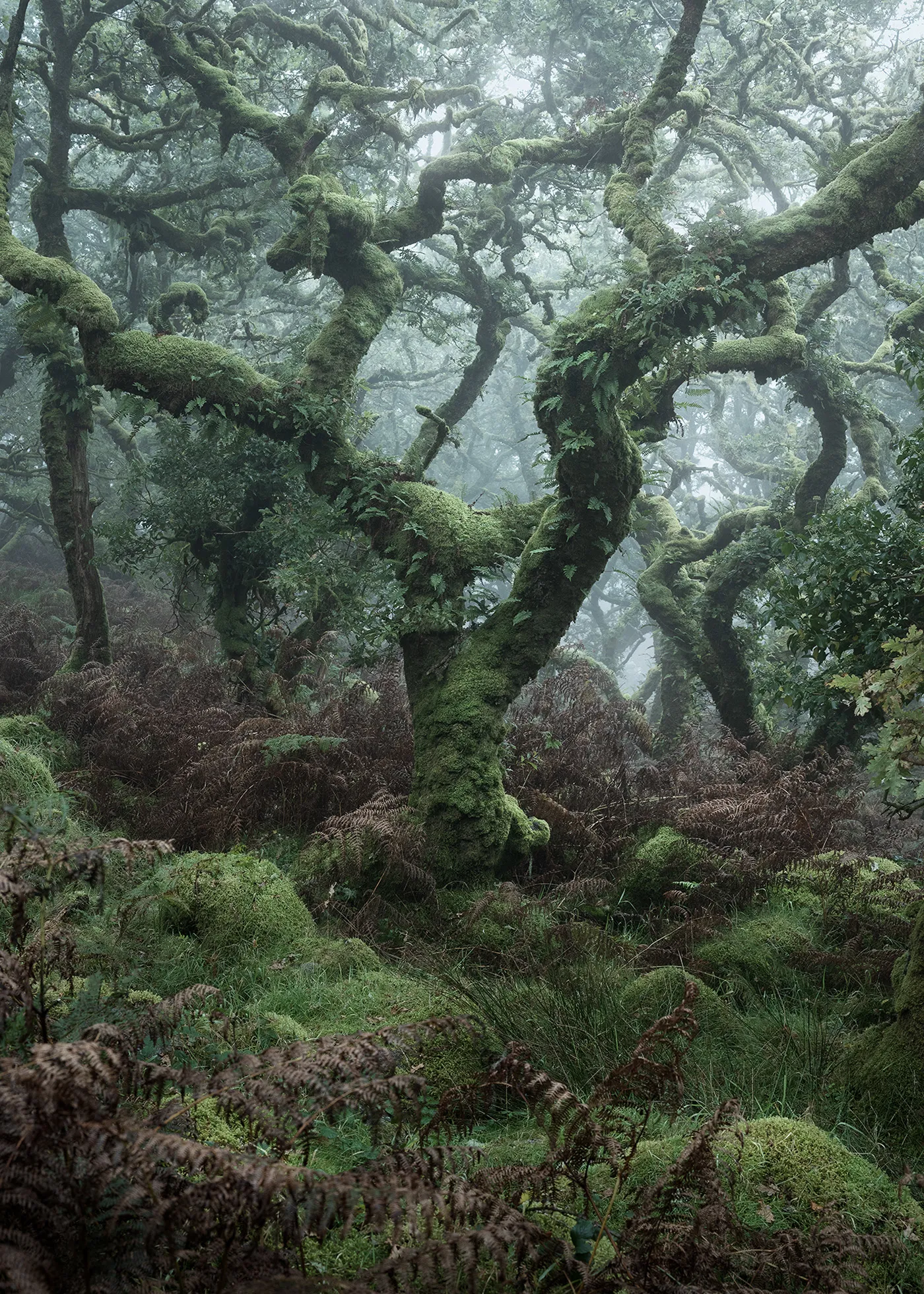 Le bois de Wistman, une forêt de conte de fée Le bois de Wistman une foret de conte de fee angleterre magie nature 11 Le-bois-de-Wistman-une-foret-de-conte-de-fee-angleterre-magie-nature-11