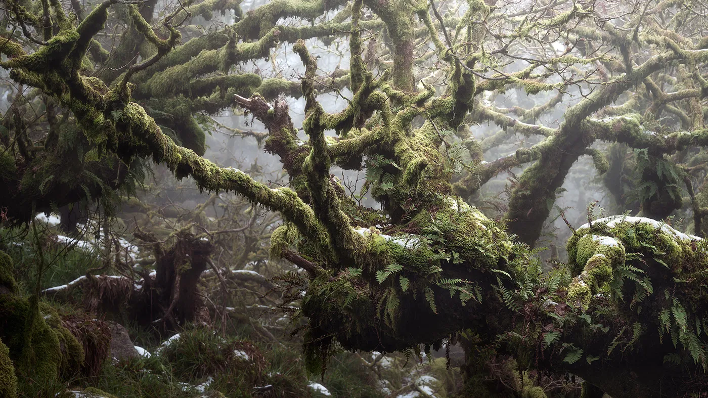 Le bois de Wistman, une forêt de conte de fée Le bois de Wistman une foret de conte de fee angleterre magie nature 13 Le-bois-de-Wistman-une-foret-de-conte-de-fee-angleterre-magie-nature-13