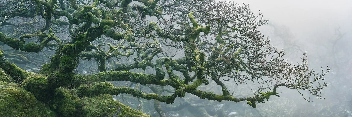 Le bois de Wistman, une forêt de conte de fée Le bois de Wistman une foret de conte de fee angleterre magie nature 14 Le-bois-de-Wistman-une-foret-de-conte-de-fee-angleterre-magie-nature-14