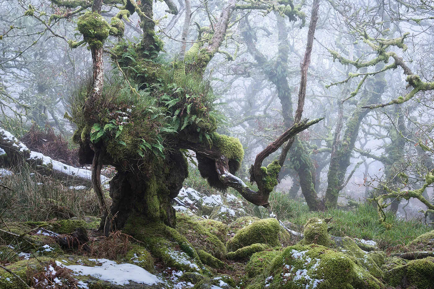 Le bois de Wistman, une forêt de conte de fée Le bois de Wistman une foret de conte de fee angleterre magie nature 2 Le-bois-de-Wistman-une-foret-de-conte-de-fee-angleterre-magie-nature-2