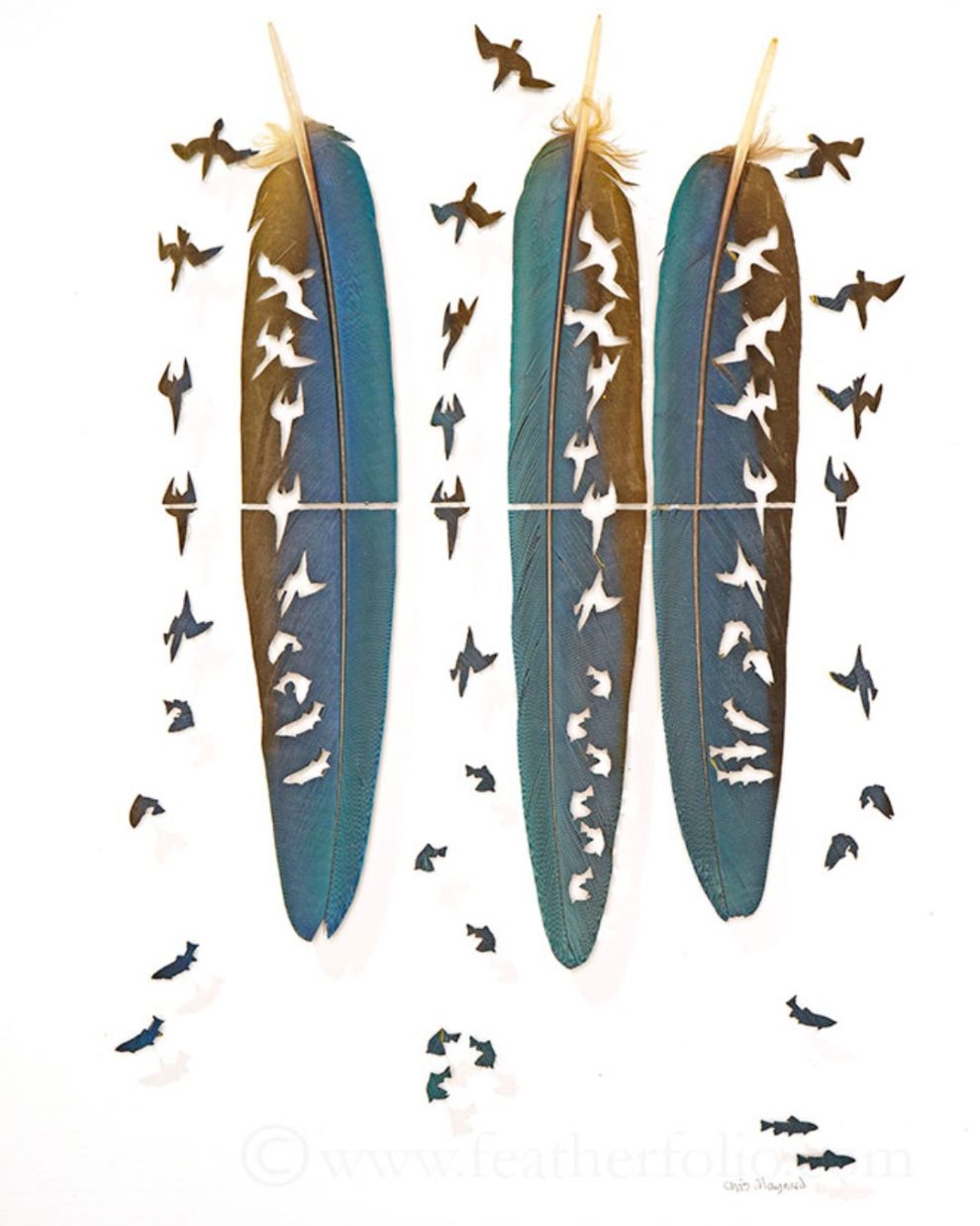 Les étonnantes sculptures de plumes découpées de Chris Maynard Les etonnantes sculptures de plumes decoupees de Chris Maynard 1 Les-etonnantes-sculptures-de-plumes-decoupees-de-Chris-Maynard-1