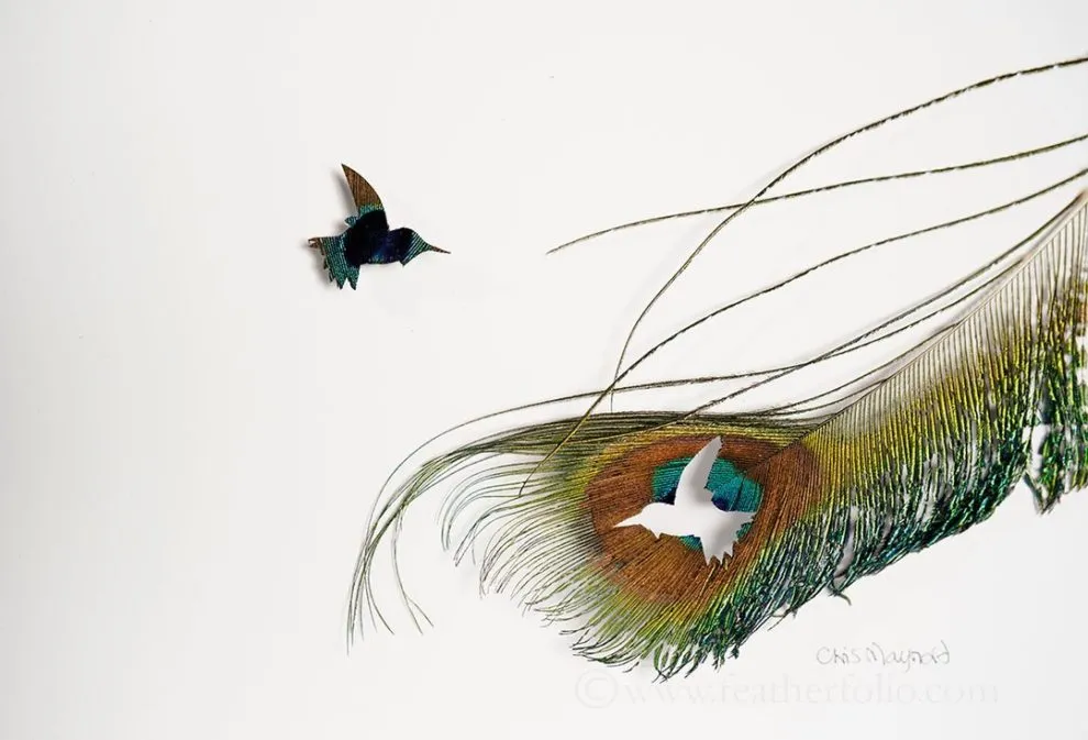 Les étonnantes sculptures de plumes découpées de Chris Maynard Les etonnantes sculptures de plumes decoupees de Chris Maynard 24 Les-etonnantes-sculptures-de-plumes-decoupees-de-Chris-Maynard-24