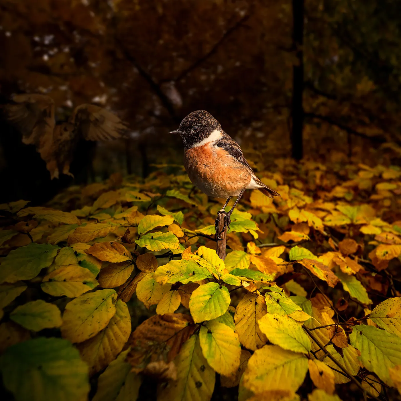 Les rêves surréalistes de Tomasz Zaczeniuk Les reves surrealistes de Tomasz Zaczeniuk 23 Les-reves-surrealistes-de-Tomasz-Zaczeniuk-23