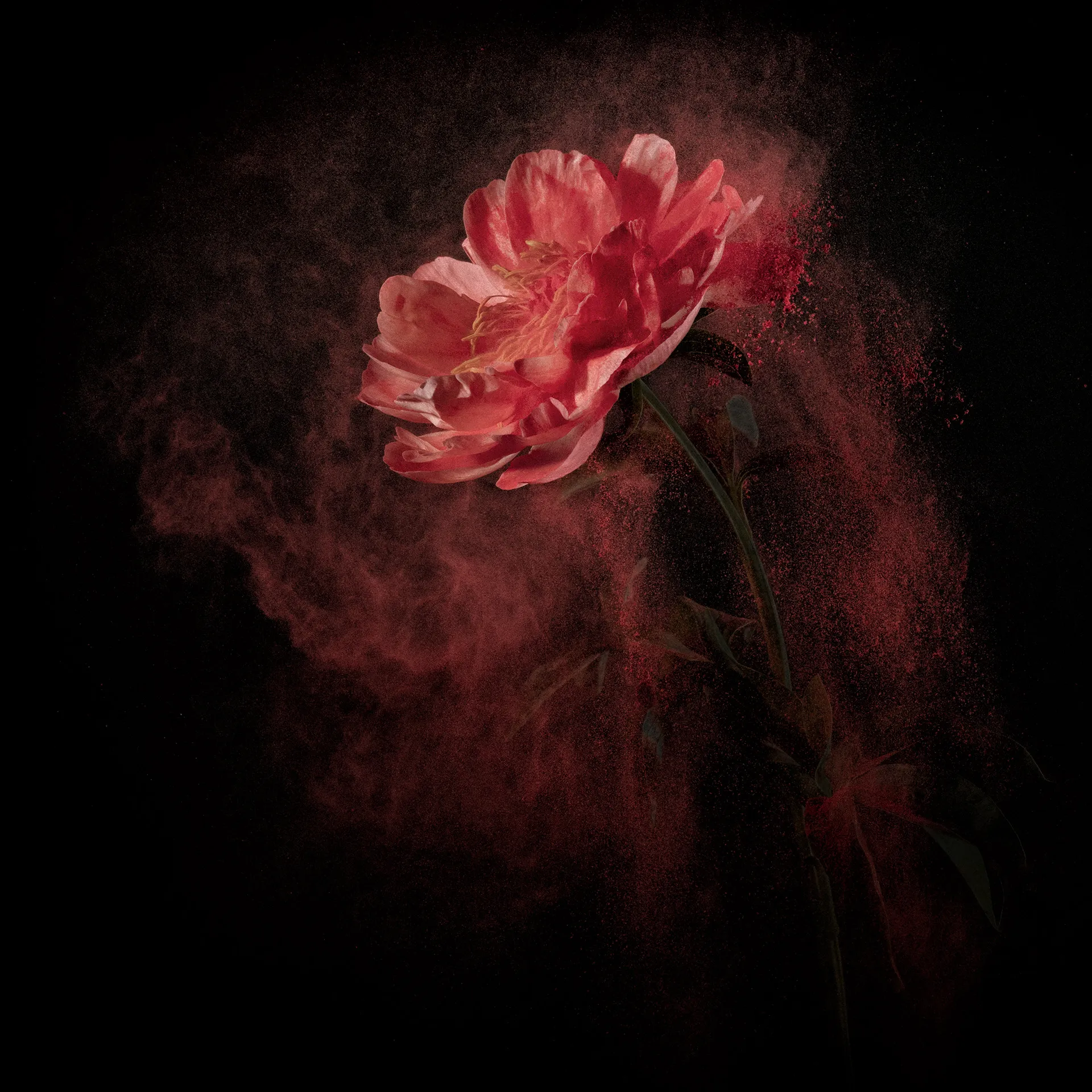 FlowerPower - La beauté des fleurs et de leur pollen par Robert Peek FlowerPower La beaute des fleurs et de leur pollen par Robert Peek 12 FlowerPower-La-beaute-des-fleurs-et-de-leur-pollen-par-Robert-Peek-12