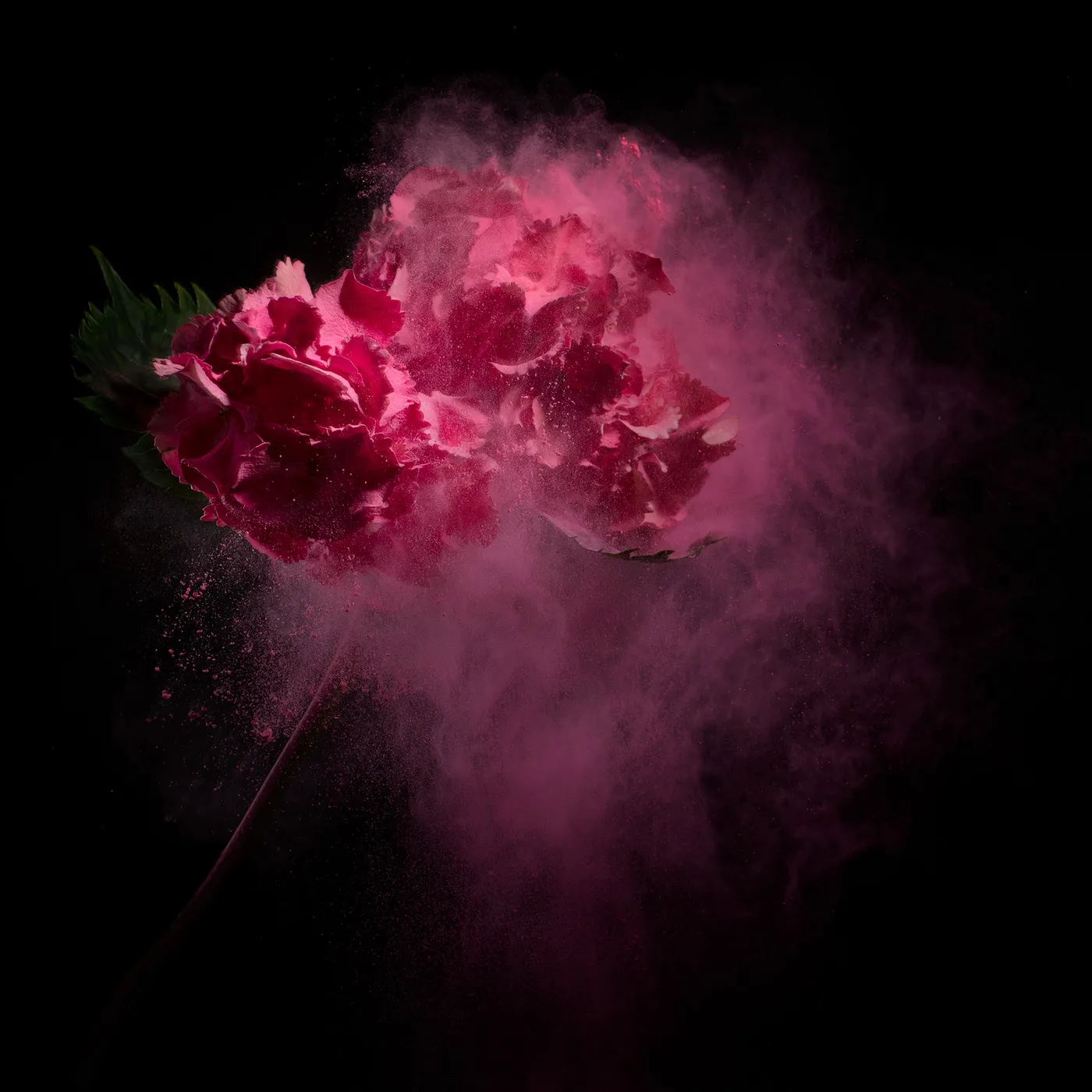 FlowerPower - La beauté des fleurs et de leur pollen par Robert Peek FlowerPower La beaute des fleurs et de leur pollen par Robert Peek 16 FlowerPower-La-beaute-des-fleurs-et-de-leur-pollen-par-Robert-Peek-16