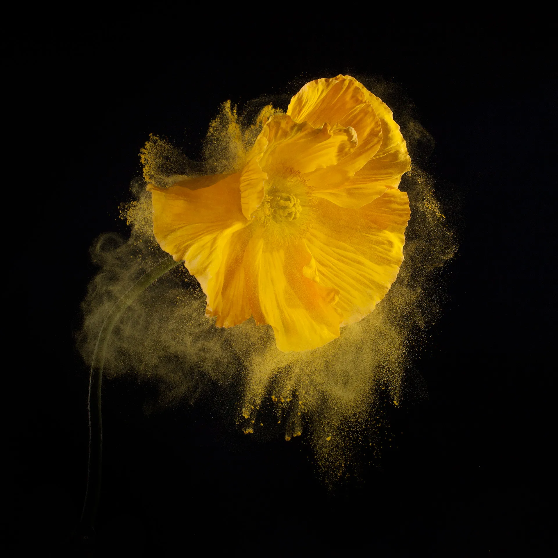 FlowerPower - La beauté des fleurs et de leur pollen par Robert Peek FlowerPower La beaute des fleurs et de leur pollen par Robert Peek 3 FlowerPower-La-beaute-des-fleurs-et-de-leur-pollen-par-Robert-Peek-3