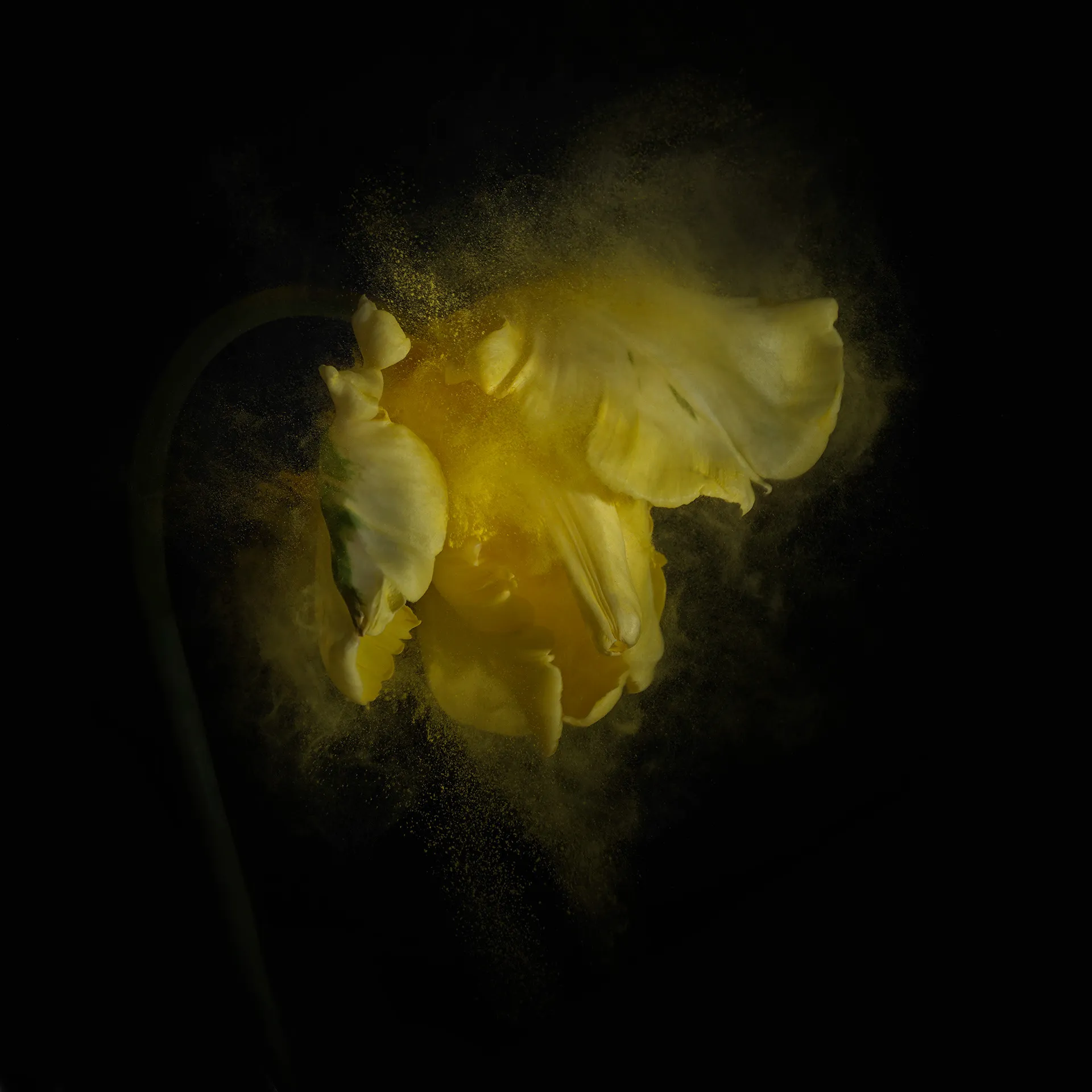 FlowerPower - La beauté des fleurs et de leur pollen par Robert Peek FlowerPower La beaute des fleurs et de leur pollen par Robert Peek 5 FlowerPower-La-beaute-des-fleurs-et-de-leur-pollen-par-Robert-Peek-5