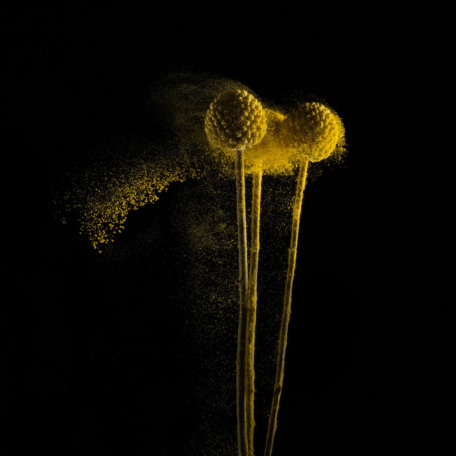 FlowerPower - La beauté des fleurs et de leur pollen par Robert Peek FlowerPower La beaute des fleurs et de leur pollen par Robert Peek 7 FlowerPower-La-beaute-des-fleurs-et-de-leur-pollen-par-Robert-Peek-7