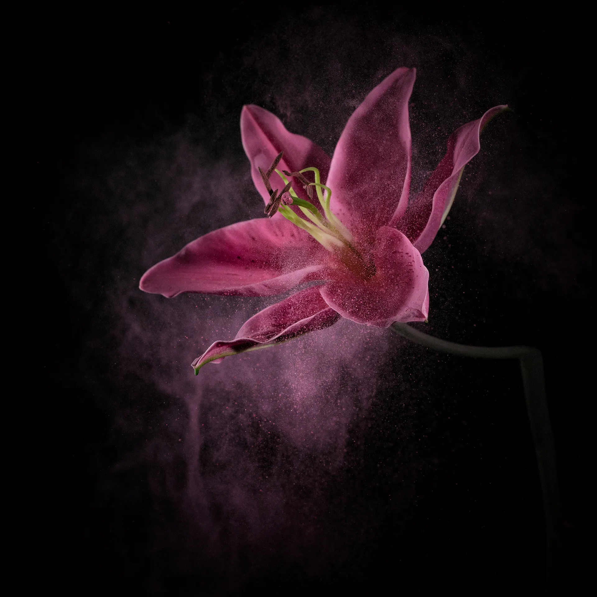 FlowerPower - La beauté des fleurs et de leur pollen par Robert Peek FlowerPower La beaute des fleurs et de leur pollen par Robert Peek 8 FlowerPower-La-beaute-des-fleurs-et-de-leur-pollen-par-Robert-Peek-8