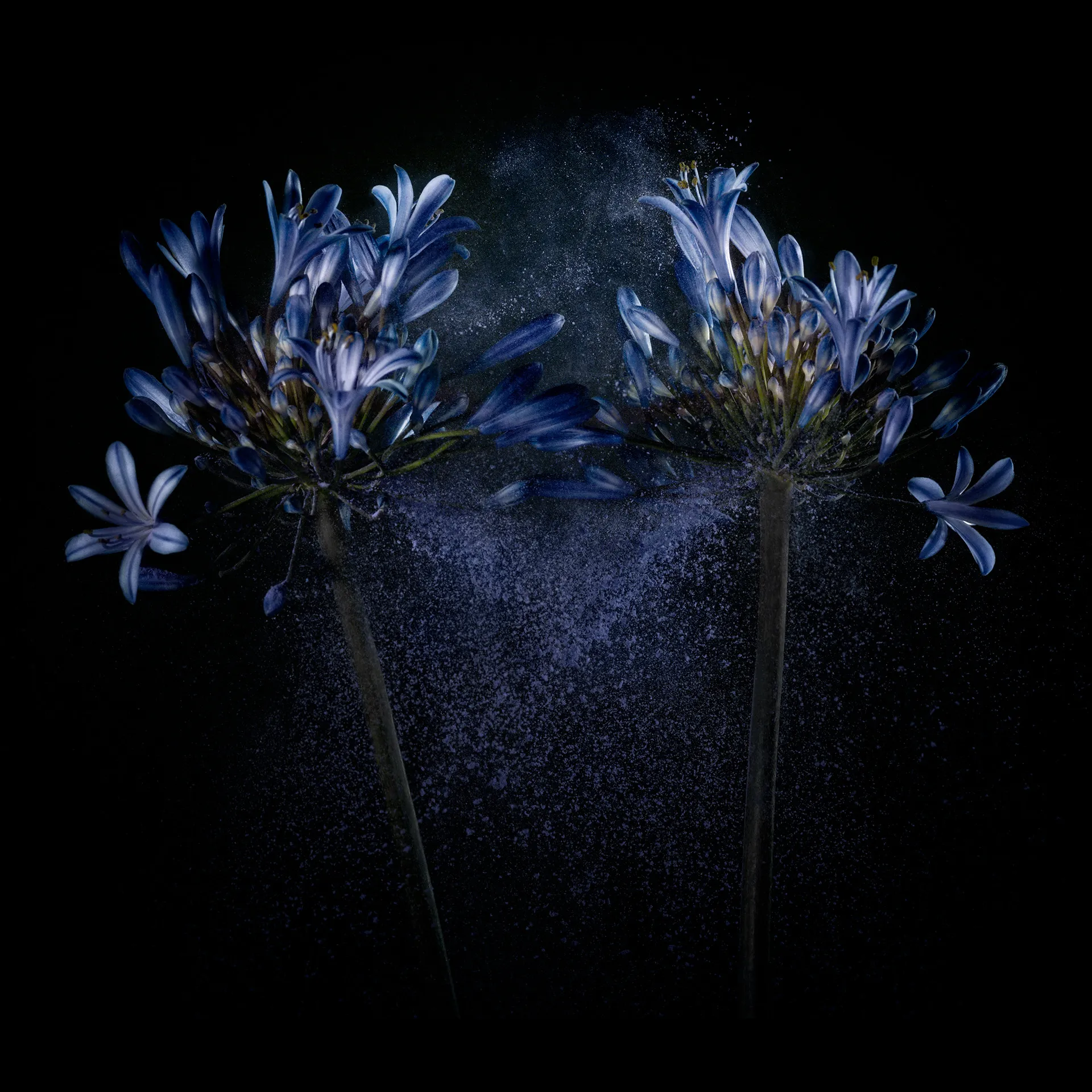 FlowerPower - La beauté des fleurs et de leur pollen par Robert Peek FlowerPower La beaute des fleurs et de leur pollen par Robert Peek 9 FlowerPower-La-beaute-des-fleurs-et-de-leur-pollen-par-Robert-Peek-9