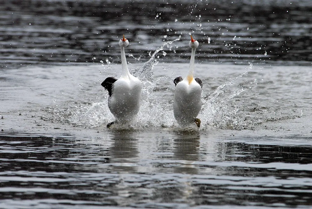Le grèbe élégant et le grèbe à face blanche, les plus gros animaux capables de marcher sur l'eau Le grebe elegant et le grebe a face blanche les plus gros animaux capables de marcher sur l eau 2 Le-grebe-elegant-et-le-grebe-a-face-blanche-les-plus-gros-animaux-capables-de-marcher-sur-l-eau-2