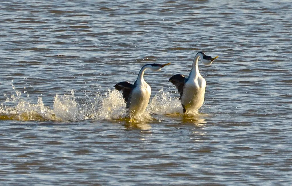 Le grèbe élégant et le grèbe à face blanche, les plus gros animaux capables de marcher sur l'eau Le grebe elegant et le grebe a face blanche les plus gros animaux capables de marcher sur l eau 3 Le-grebe-elegant-et-le-grebe-a-face-blanche-les-plus-gros-animaux-capables-de-marcher-sur-l-eau-3