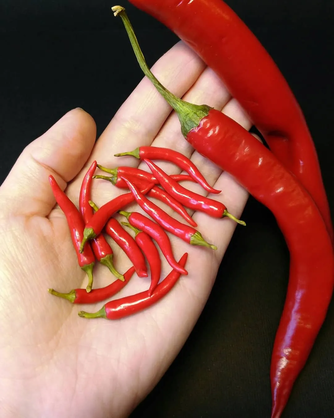 Des miniatures réalistes en argile des miniatures realistes en argile 10 piment des-miniatures-realistes-en-argile-10-piment.