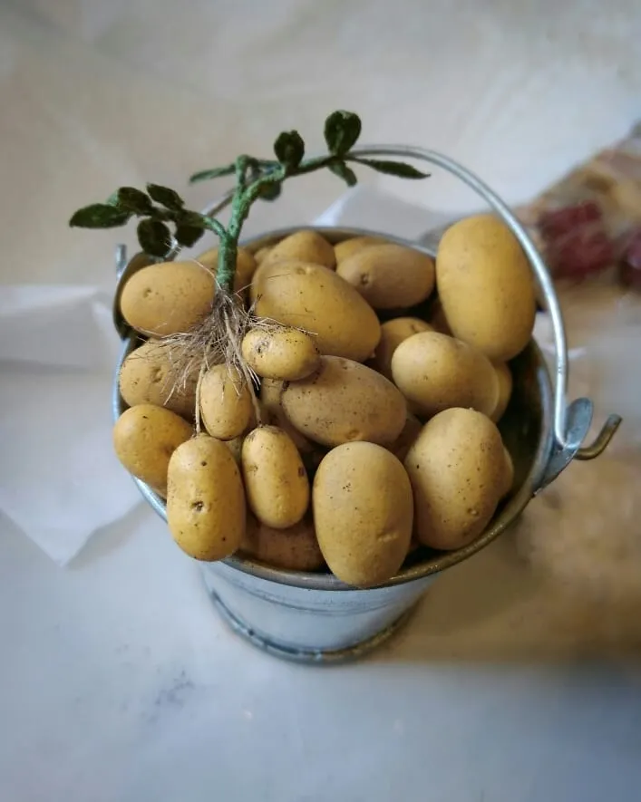 Des miniatures réalistes en argile des miniatures realistes en argile 17 pomme de terre des-miniatures-realistes-en-argile-17-pomme-de-terre