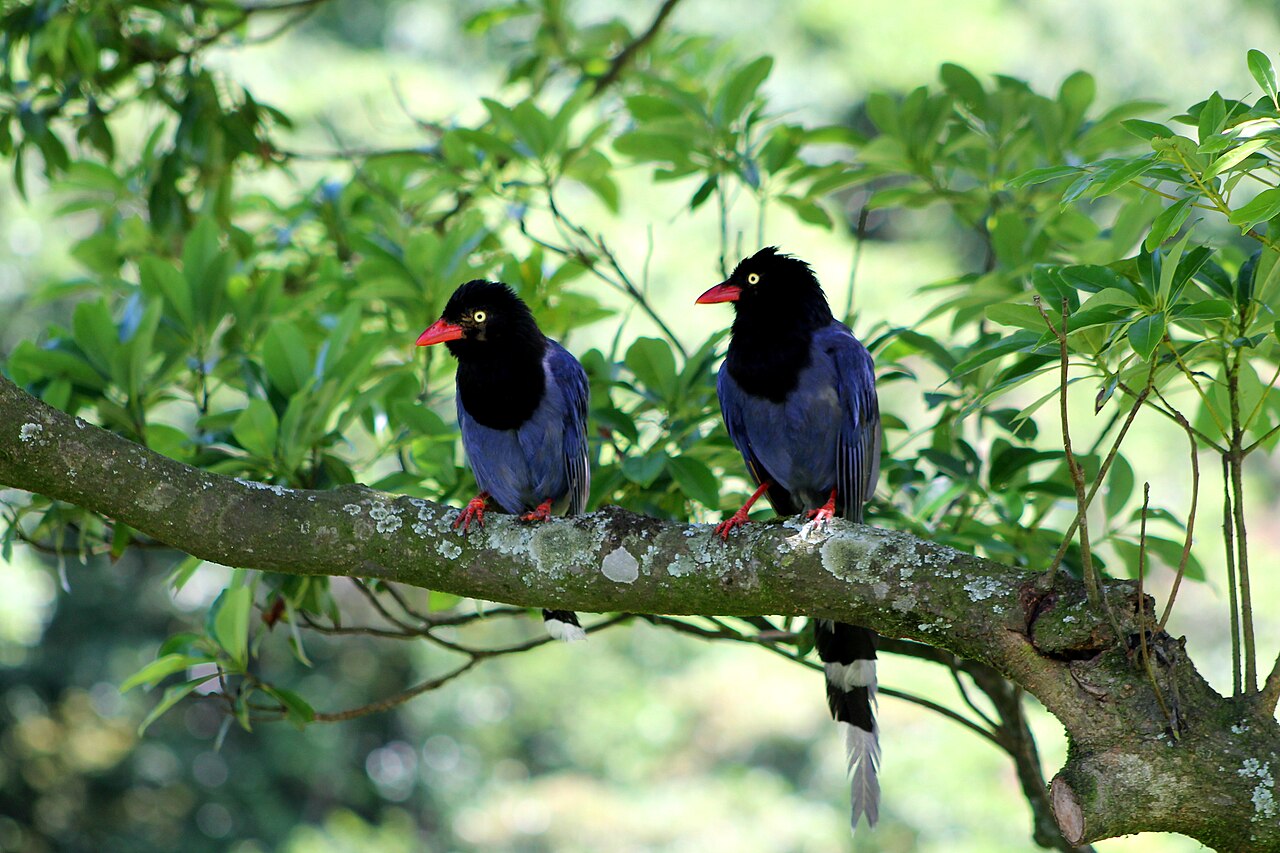 Deux Pirolles de Taïwan ensemble dans un arbre Deux Pirolles de Taïwan ensemble dans un arbre