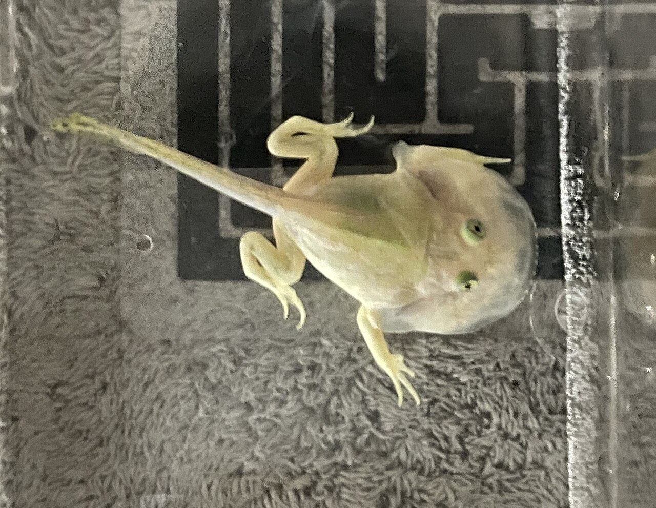 grenouille de budgett metamorphose tetard Jeune grenouille de Budgett avec des pattes développées et une queue de têtard encore visible pendant la métamorphose