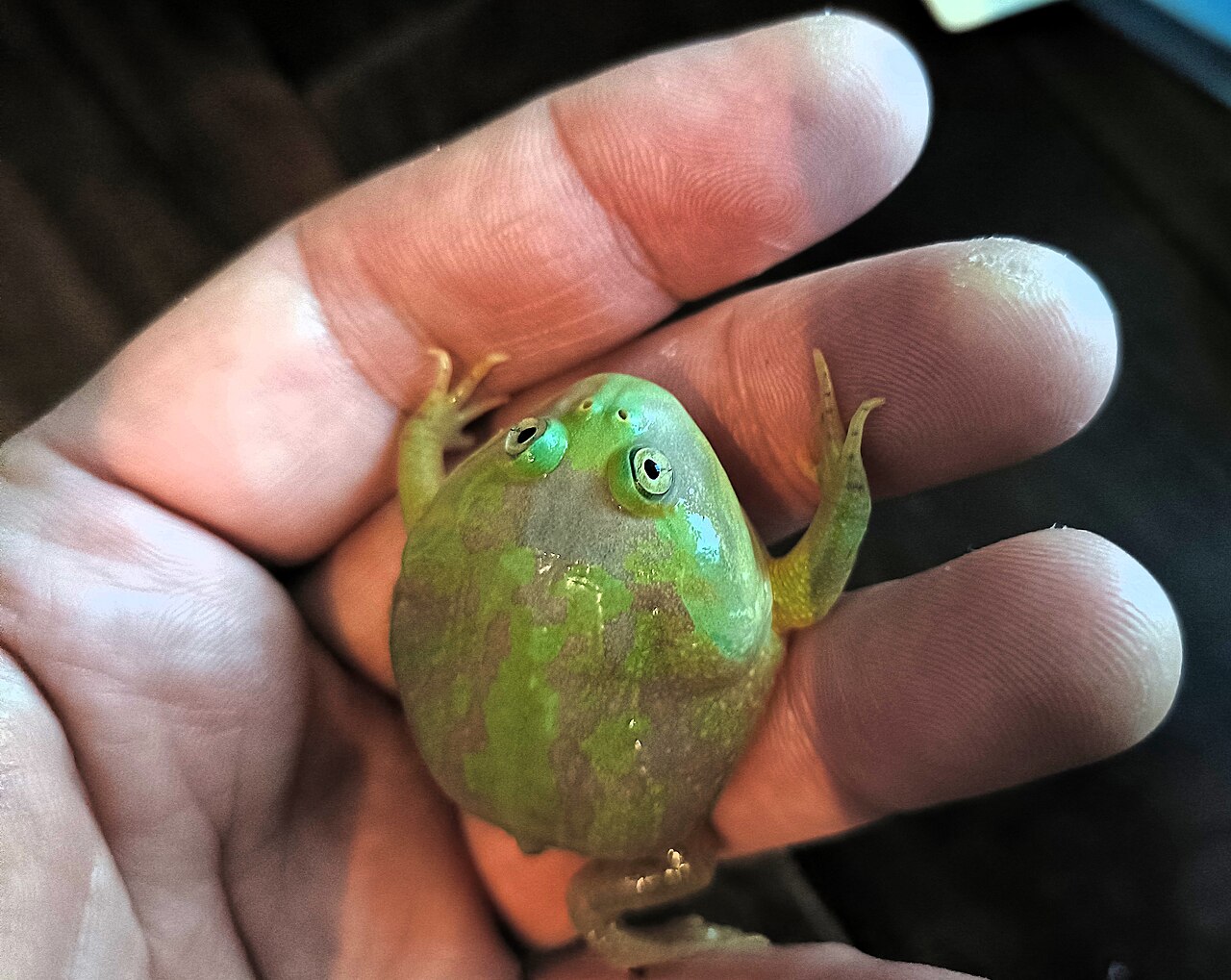 jeune grenouille budgett six semaines Jeune grenouille de Budgett Lepidobatrachus laevis âgée de six semaines