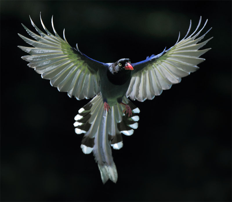 La pie bleue ou Pirolle de Taïwan la pie bleue ou pirolle de taiwan 1 la-pie-bleue-ou-pirolle-de-taiwan-1