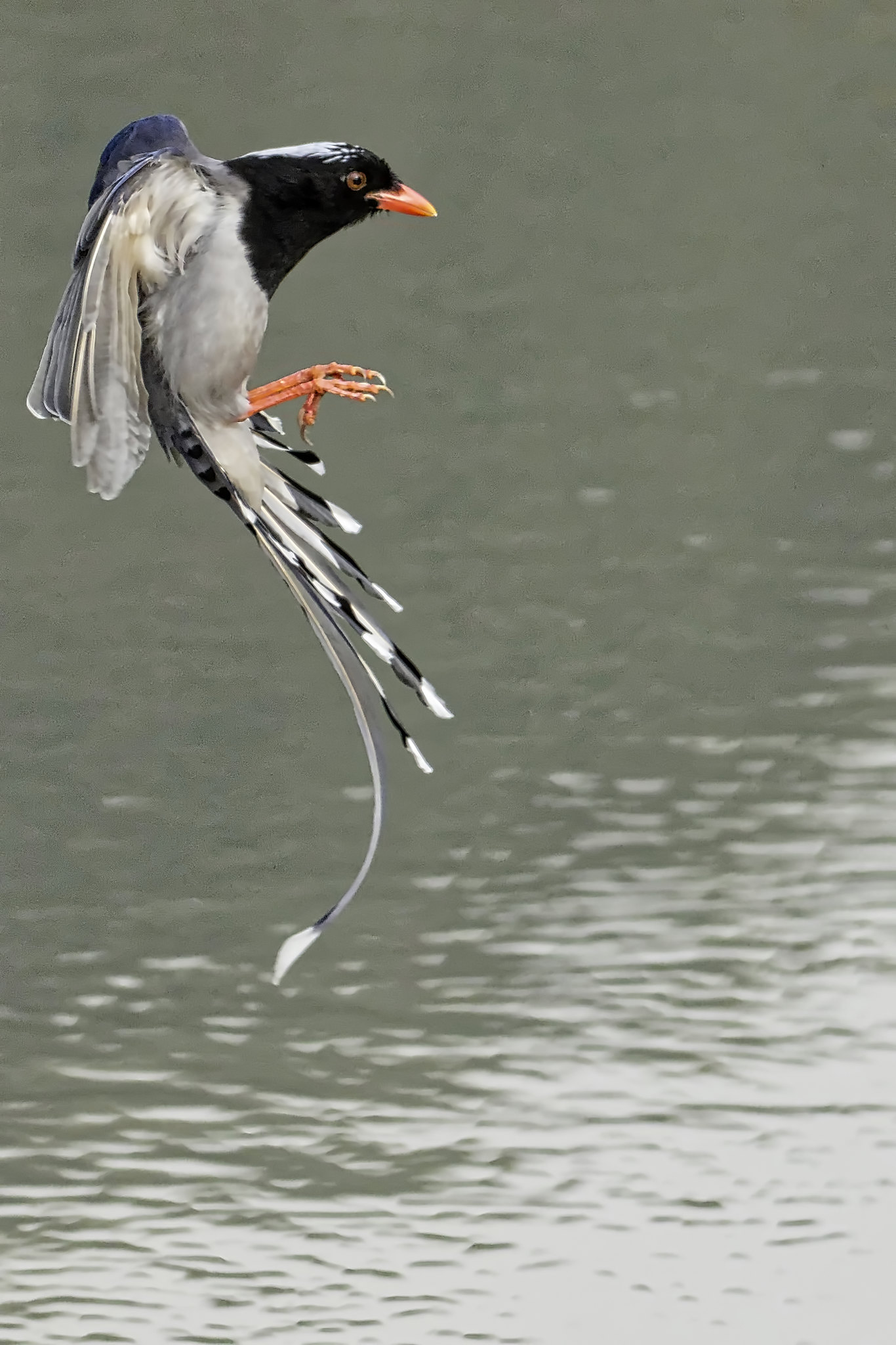 La pie bleue ou Pirolle de Taïwan la pie bleue ou pirolle de taiwan 10 la-pie-bleue-ou-pirolle-de-taiwan-10.