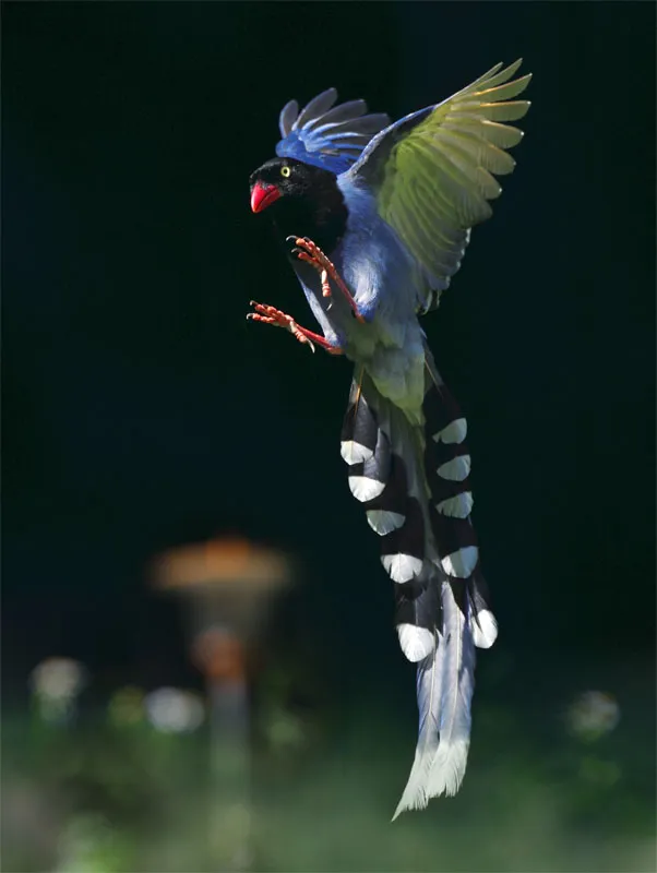 La pie bleue ou Pirolle de Taïwan la pie bleue ou pirolle de taiwan 2 la-pie-bleue-ou-pirolle-de-taiwan-2