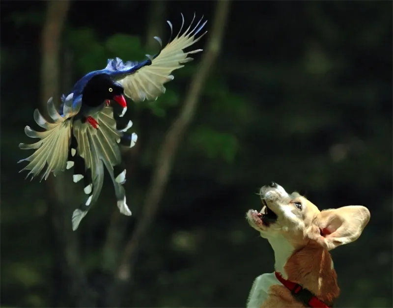 La pie bleue ou Pirolle de Taïwan la pie bleue ou pirolle de taiwan 6 la-pie-bleue-ou-pirolle-de-taiwan-6