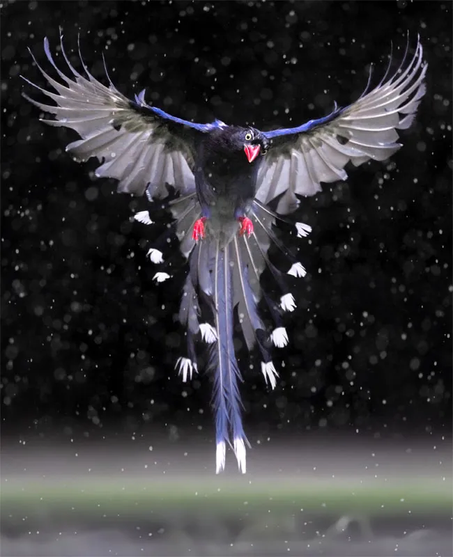 La pie bleue ou Pirolle de Taïwan la pie bleue ou pirolle de taiwan 7 la-pie-bleue-ou-pirolle-de-taiwan-7