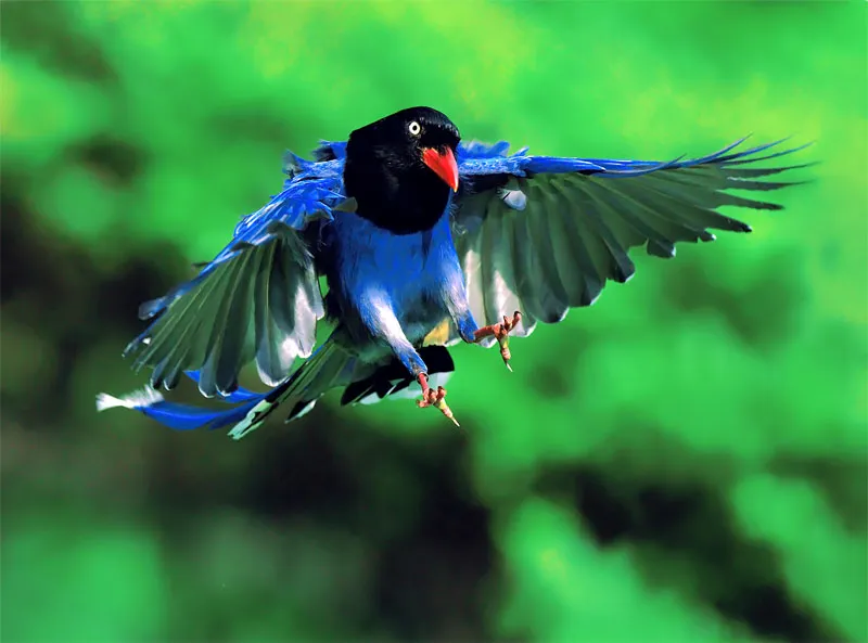 La pie bleue ou Pirolle de Taïwan la pie bleue ou pirolle de taiwan 8 la-pie-bleue-ou-pirolle-de-taiwan-8