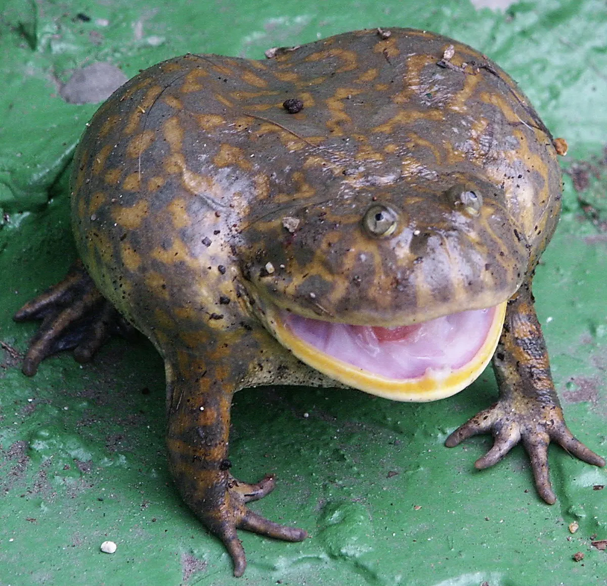 La rigolote grenouille de Budgett ou grenouille hippo la rigolote grenouille de Budgett ou grenouille hippo grenouille freddy krueger 3 la-rigolote-grenouille-de-Budgett-ou-grenouille-hippo-grenouille-freddy-krueger-3