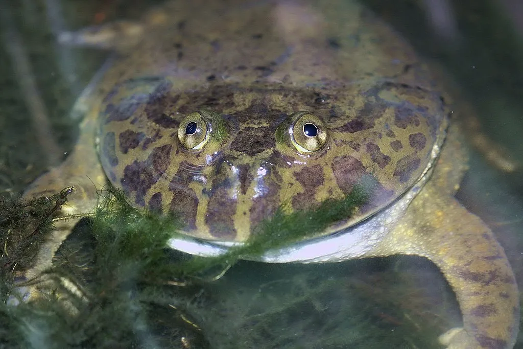 La rigolote grenouille de Budgett ou grenouille hippo la rigolote grenouille de Budgett ou grenouille hippo grenouille freddy krueger 4 la-rigolote-grenouille-de-Budgett-ou-grenouille-hippo-grenouille-freddy-krueger-4