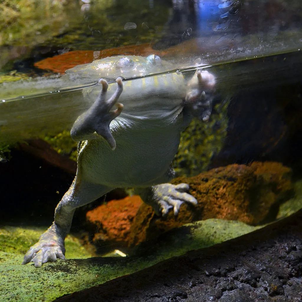 La rigolote grenouille de Budgett ou grenouille hippo la rigolote grenouille de Budgett ou grenouille hippo grenouille freddy krueger 5 la-rigolote-grenouille-de-Budgett-ou-grenouille-hippo-grenouille-freddy-krueger-5