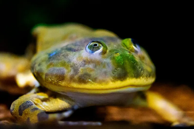 La rigolote grenouille de Budgett ou grenouille hippo la rigolote grenouille de Budgett ou grenouille hippo grenouille freddy krueger 6 la-rigolote-grenouille-de-Budgett-ou-grenouille-hippo-grenouille-freddy-krueger-6