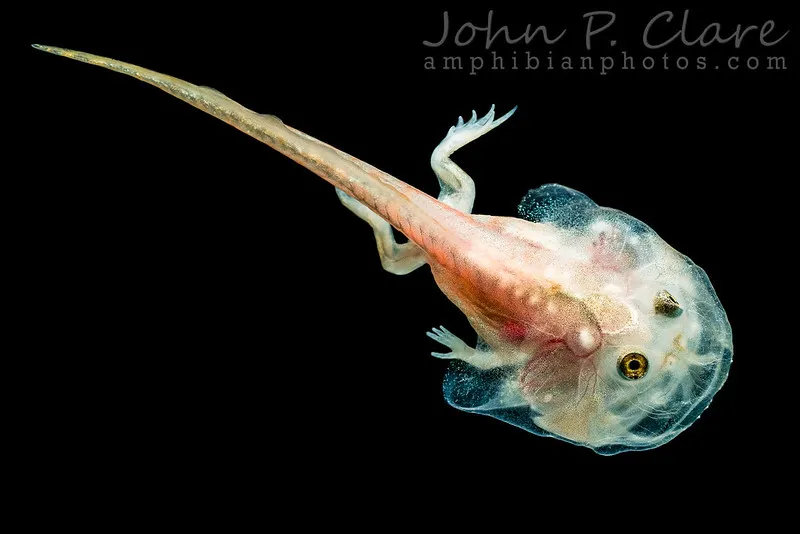 La rigolote grenouille de Budgett ou grenouille hippo la rigolote grenouille de Budgett ou grenouille hippo grenouille freddy krueger 9 la-rigolote-grenouille-de-Budgett-ou-grenouille-hippo-grenouille-freddy-krueger-9.