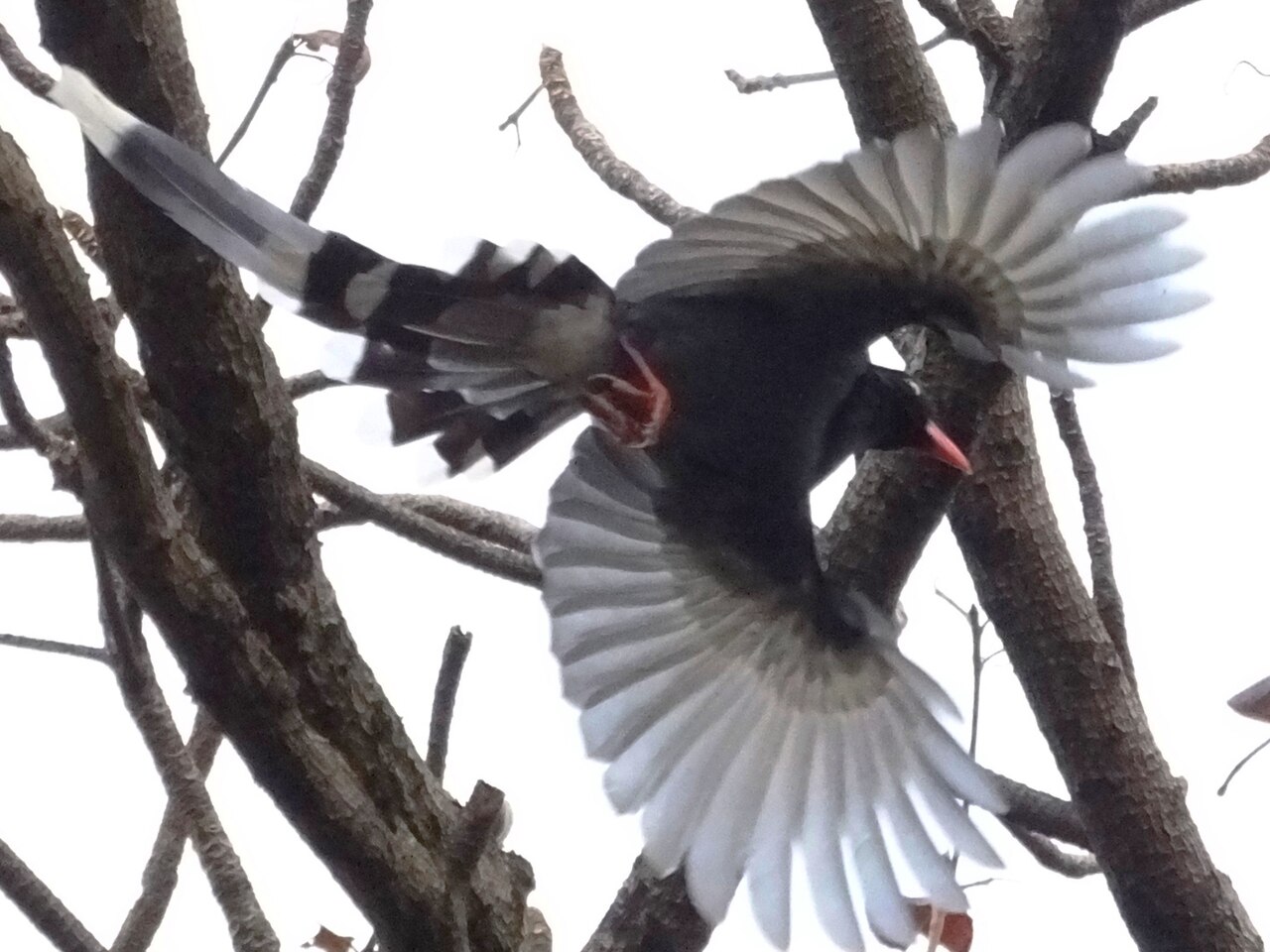 Pirolle de Taïwan les ailes déployées Pirolle de Taïwan les ailes déployées