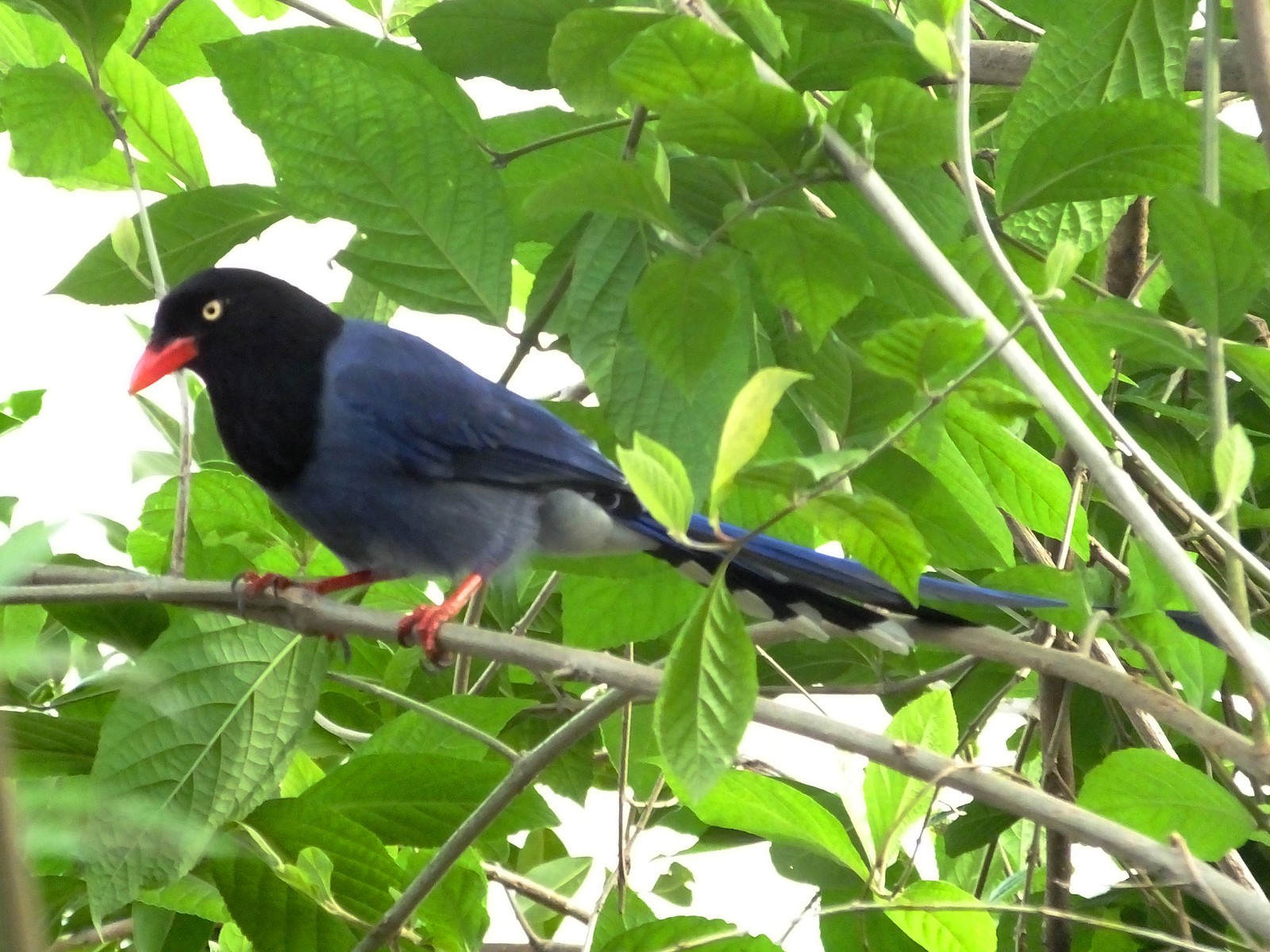 Pirolle de Taïwan Urocissa caerulea perchée dans un parc à Taïwan Pirolle de Taïwan Urocissa caerulea perchée dans un parc à Taïwan