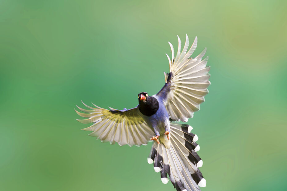 La pie bleue ou Pirolle de Taïwan pirolle de taiwan en vol Pirolle de Taïwan Urocissa caerulea en vol