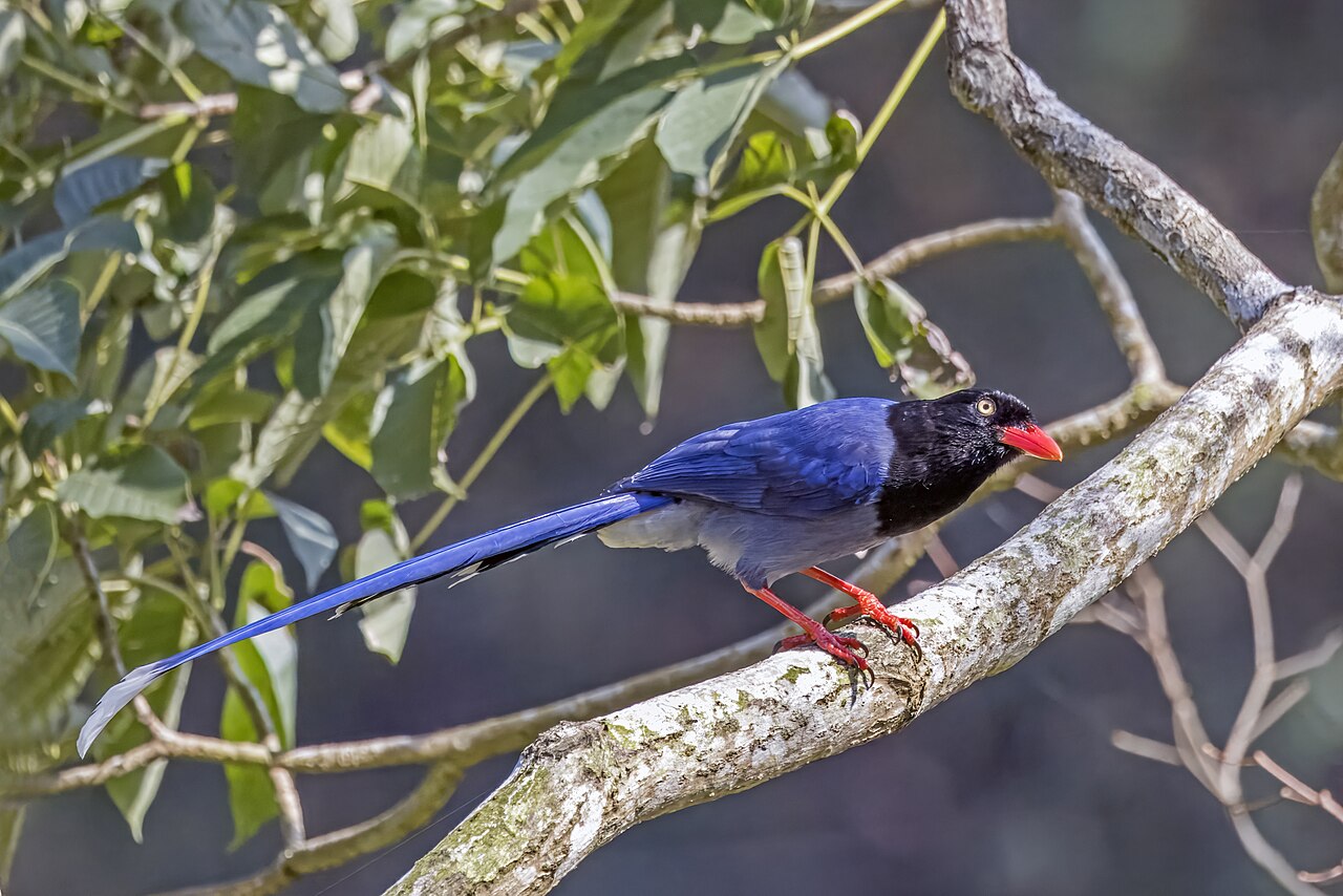 Pirolle de Taïwan Urocissa caerulea perchée à Xindian Pirolle de Taïwan Urocissa caerulea perchée à Xindian