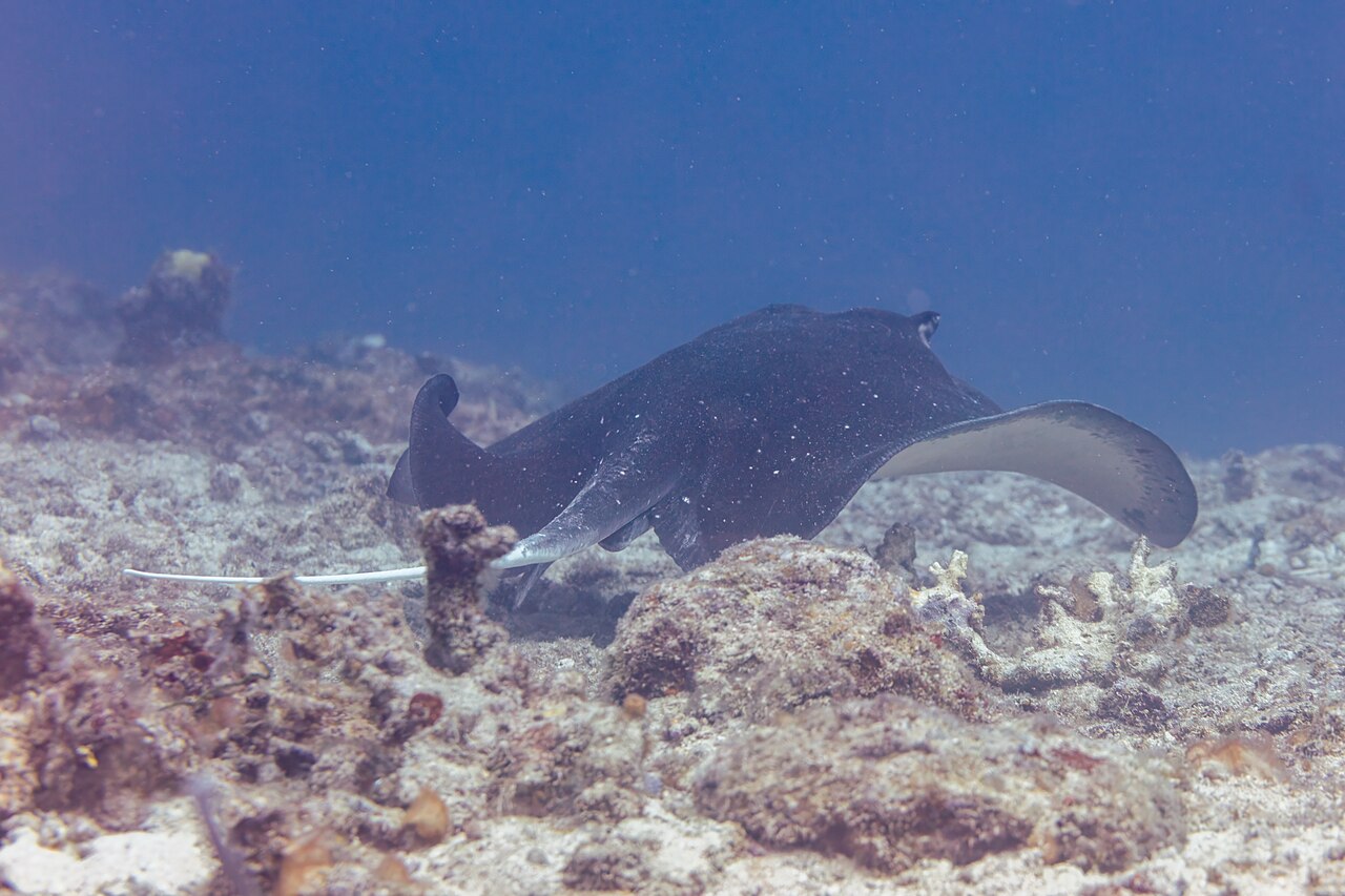 Raie de mangrove Urogymnus granulatus Raie de mangrove Urogymnus granulatus nageant sous l'eau