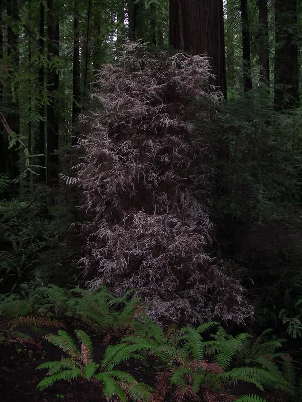 Le séquoia albinos sequoia albinos albinisme 2 sequoia-albinos-albinisme-2