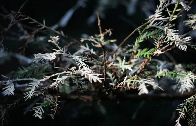 Le séquoia albinos sequoia albinos albinisme 4 sequoia-albinos-albinisme-4