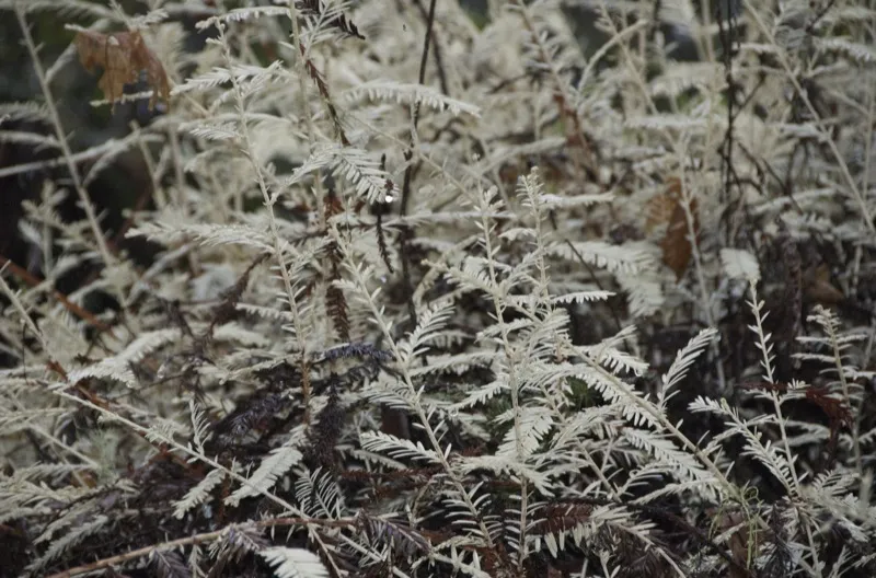 Le séquoia albinos sequoia albinos albinisme 6 sequoia-albinos-albinisme-6