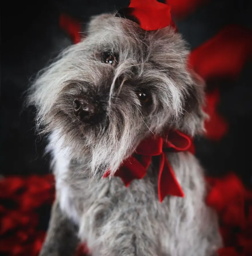 Des chiens en peluche de fausse fourrure très réalistes Des chiens en peluche de fausse fourrure tres realistes 11 Des-chiens-en-peluche-de-fausse-fourrure-tres-realistes-11