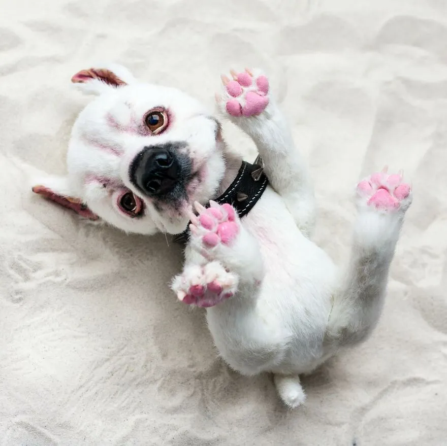 Des chiens en peluche de fausse fourrure très réalistes Des chiens en peluche de fausse fourrure tres realistes 9 Des-chiens-en-peluche-de-fausse-fourrure-tres-realistes-9