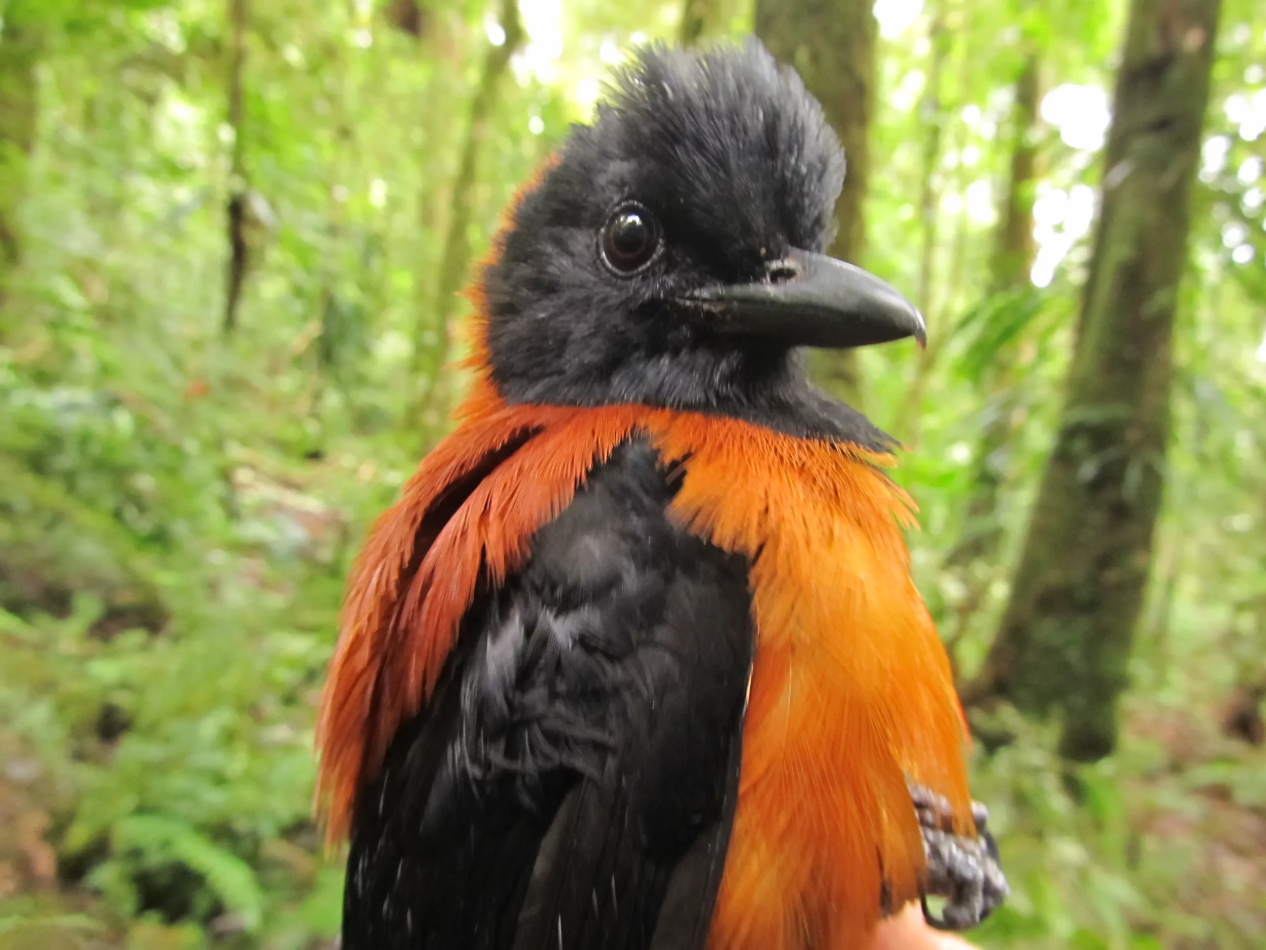Le pitohui à capuchon, le quasi seul oiseau toxique connu Le pitohui a capuchon pitohui bicolore le quasi seul oiseau toxique venimeux 2 scaled Le-pitohui-a-capuchon-pitohui-bicolore-le-quasi-seul-oiseau-toxique-venimeux-2